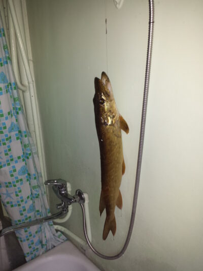 Northern Pike, 1.5 kg — Dabužių