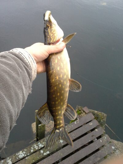 Northern Pike