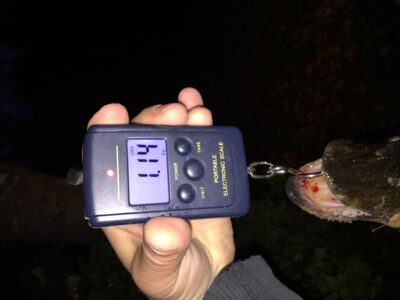 Northern Pike, 1.1 kg