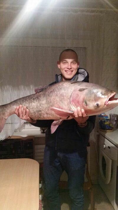 Silver carp, 20.0 kg