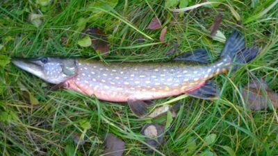 Northern Pike, 1.7 kg