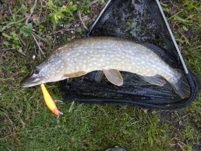 Northern Pike