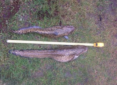 Burbot, 3.2 kg — Neman River