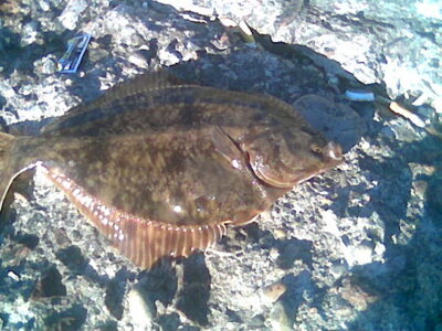 European plaice, 1.2 kg — Baltic Sea