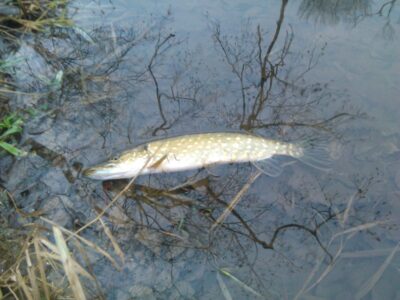 Northern Pike — Lėvuo