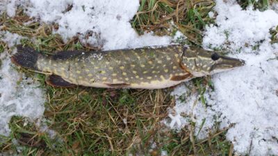 Northern Pike, 1.2 kg — Šventoji