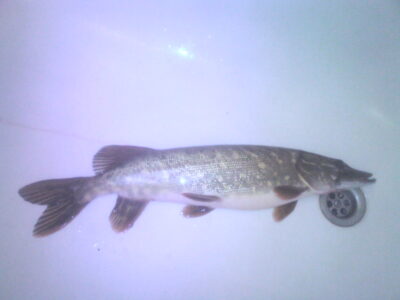 Northern Pike, 0.8 kg — Pociūnų