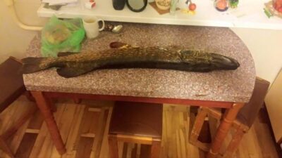 Northern Pike, 10.8 kg