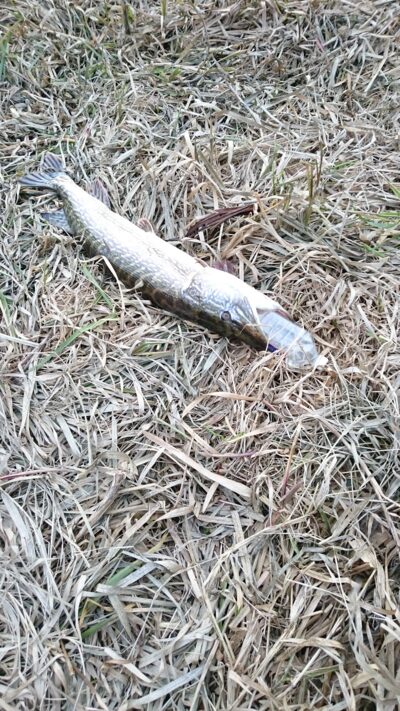Northern Pike, 6.8 kg — Neman River