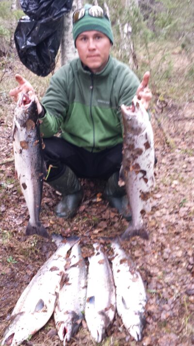 Atlantic salmon, 4.5 kg — Варзуга