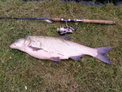 Asp, 4.0 kg — Neman River