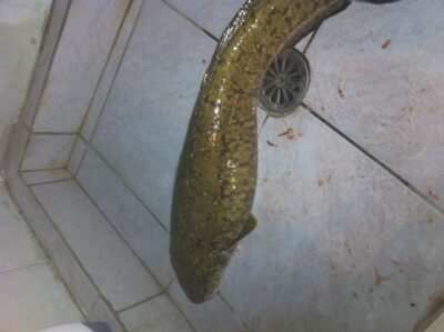 Burbot, 3.0 kg