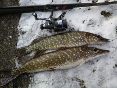 Northern Pike, 1.5 kg — Kiaunas