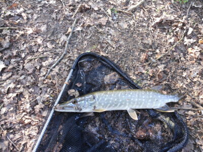 Northern Pike