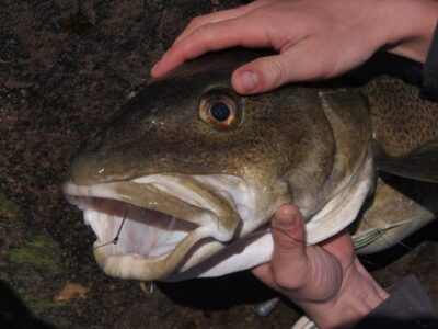 Atlantic cod