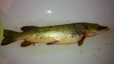 Northern Pike, 3.0 kg — Stanelių