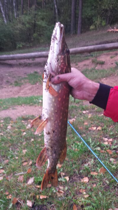 Northern Pike — Birva
