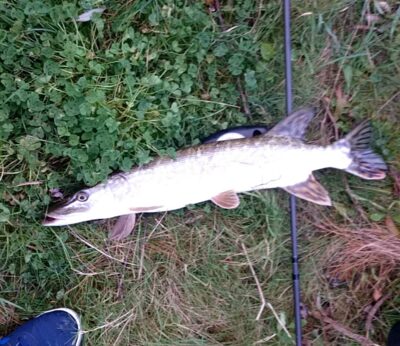 Northern Pike, 1.5 kg