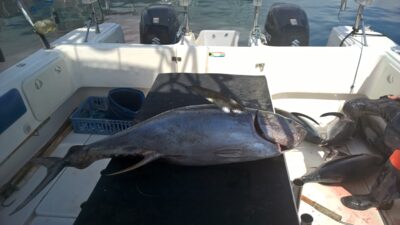 'Fin, 38.1 kg — SOUTH ATLANTIC OCEAN