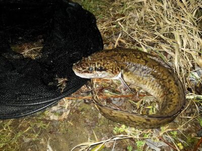 Burbot, 1.8 kg — Neman River