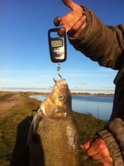 Carp bream, 2.5 kg — Skirvytė