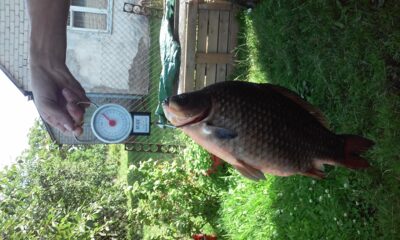 Crucian carp, 3.0 kg