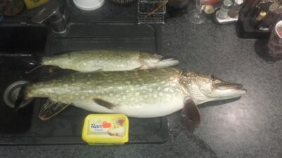 Northern Pike, 3.8 kg