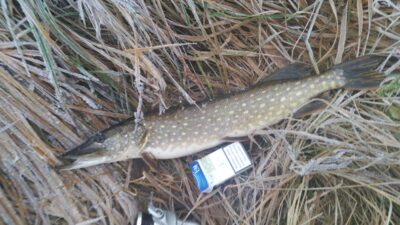 Northern Pike — Dabikinė