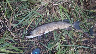 Northern Pike, 5.2 kg