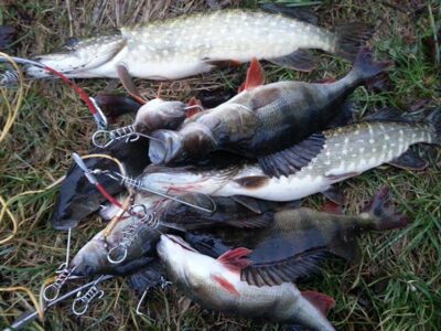 Eurasian perch ×9 — Minija