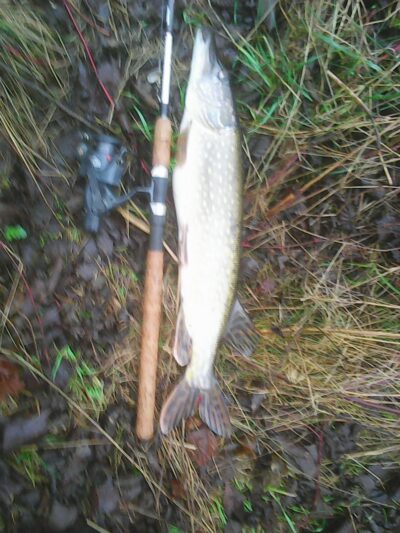 Northern Pike, 3.0 kg