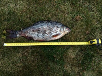 Roach, 0.8 kg — Marijampolės II-asis