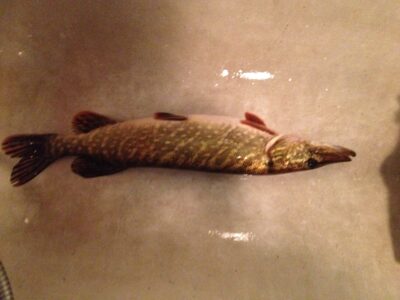 Northern Pike, 1.1 kg