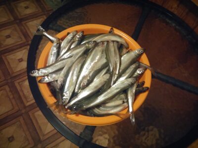 European smelt, 4.4 kg — Kuršių
