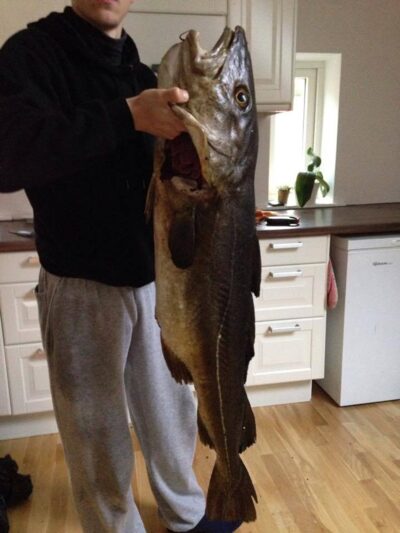 Atlantic cod, 13.5 kg