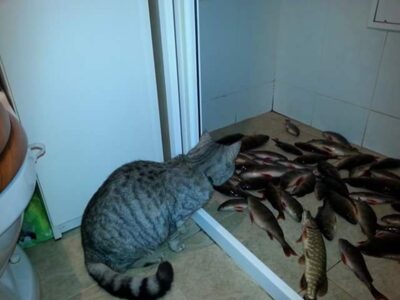 Northern Pike ×4 — Jotainių