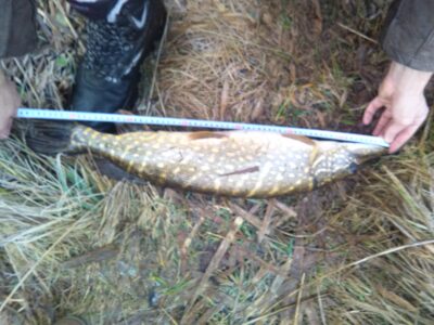 Northern Pike, 2.8 kg — Luknėnų