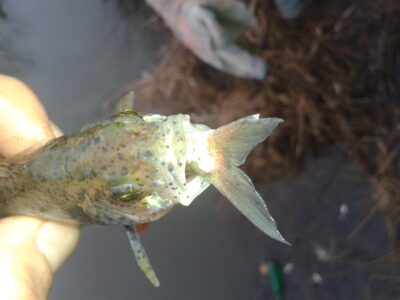 Eurasian perch — Peršėkė