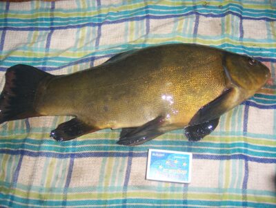 Tench — Švobiškio