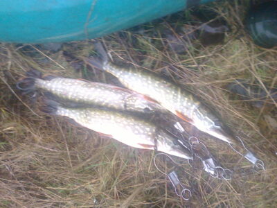 Northern Pike ×3 — Sekluotis