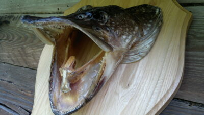 Northern Pike, 7.0 kg — Sravinaitis