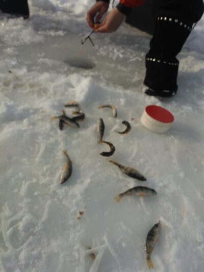 Eurasian perch ×12