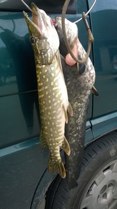 Eurasian perch — Sartai