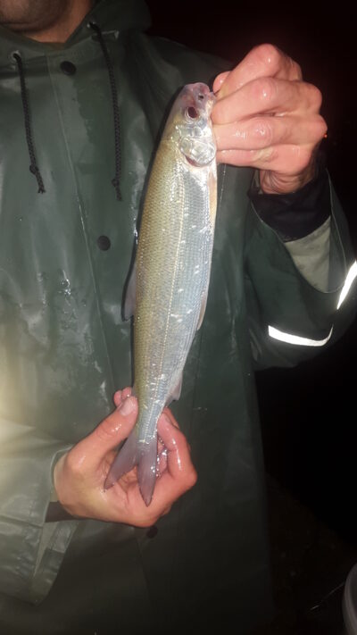 European whitefish