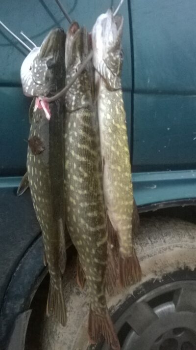 Northern Pike ×3 — Virintai