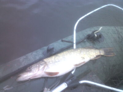 Northern Pike, 1.1 kg — Pociūnų