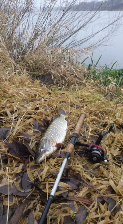 Northern Pike, 1.0 kg — Neris River