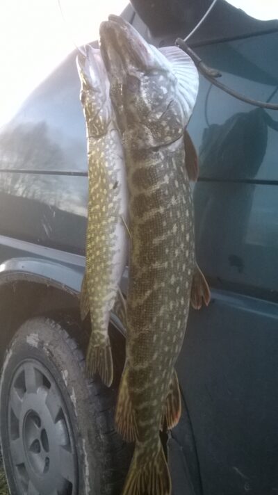 Northern Pike — Virintai