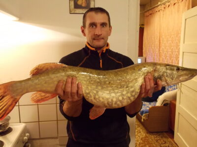 Northern Pike, 7.0 kg — Neman River