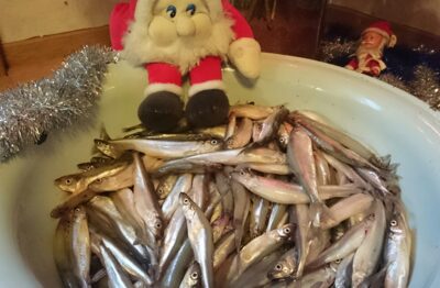 European smelt, 7.7 kg — Danė